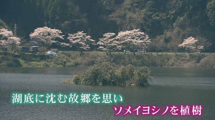 美しかったふるさとを忘れないように…ダム湖に沈んだ集落の住民らが桜を植樹