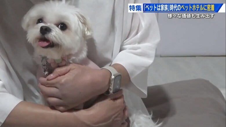 ワンちゃんと添い寝も…究極のペットホテル　“ケージフリーの犬の宿”が人気 「できるだけストレスがない場所を」【広島発】｜FNNプライムオンライン