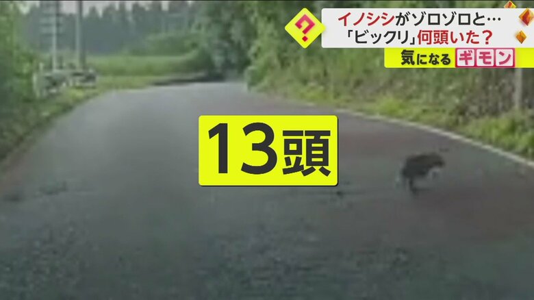 「うわうわうわ！」イノシシぞろぞろ13頭…車を運転中に目の前横切る　小さなうり坊も　周辺で注意喚起　千葉・茂原｜FNNプライムオンライン