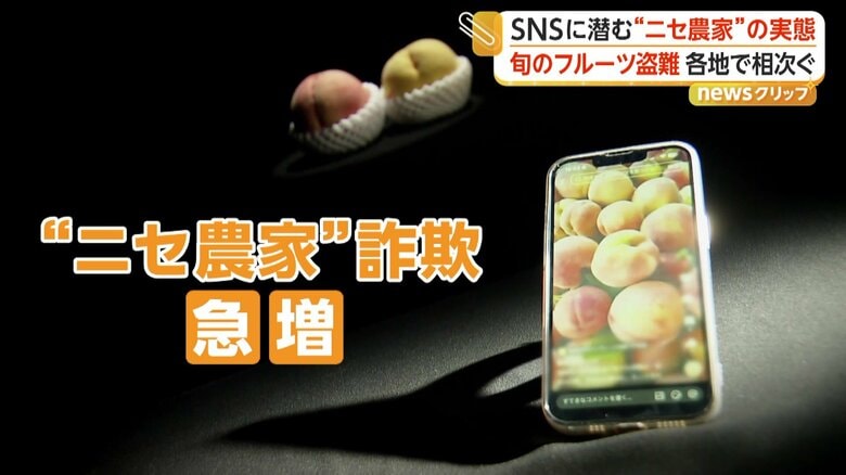 「これはもう詐欺やな」桃1箱15個入り1500円…SNSで急増する“ニセ農家”詐欺 実在農園の名前悪用も 格安フルーツ販売に注意|FNNプライムオンライン