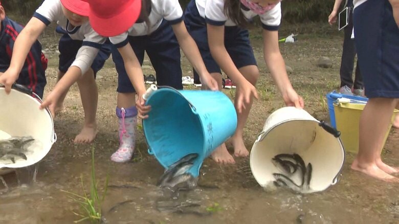 小学生や園児らが稚鮎約8000匹を放流 川の浅瀬を泳ぎ回ると子供達から歓声あがる 愛知県豊田市の矢作川｜FNNプライムオンライン