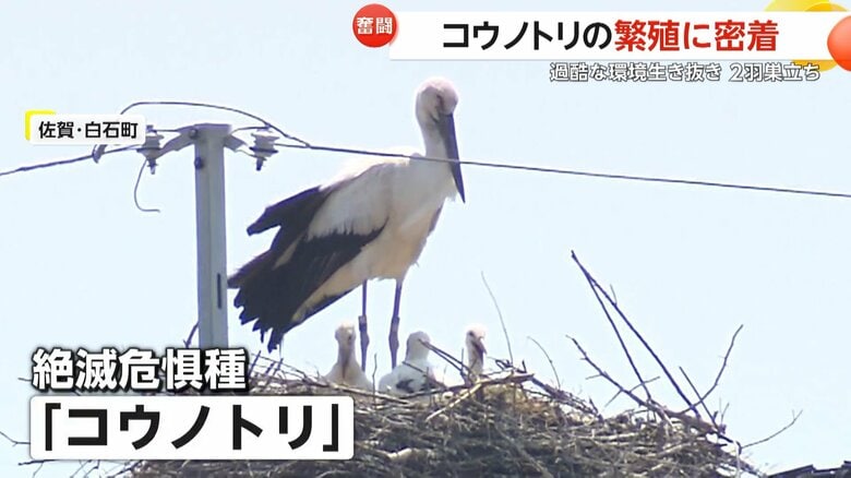 「幸せを運ぶ鳥」コウノトリの繁殖に密着　過酷な環境生き抜き2羽巣立ち　地元の有志が交代で見守り　佐賀・白石町｜FNNプライムオンライン