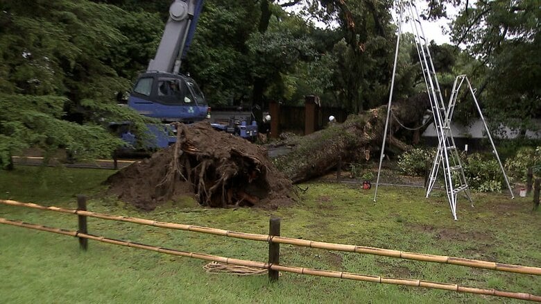 岡山後楽園で樹齢100年以上のモミの木が倒れる　外壁の一部が破損　ケガ人なし｜FNNプライムオンライン