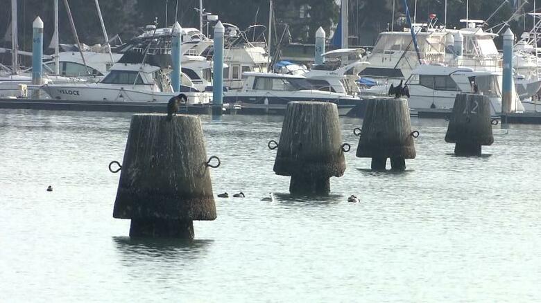 海から突き出た約400本の“謎物体” 撤去費は1本数百万円 日本経済を支えた産業の遺物【静岡市清水区・折戸湾】|FNNプライムオンライン