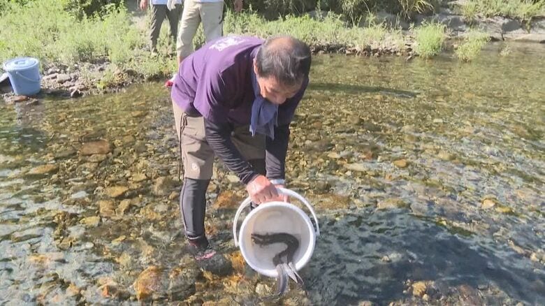 オレンジの色素注入…謎多き生態の解明へマーキングした二ホンウナギの放流 見つけたら連絡するよう漁協が呼びかけ｜FNNプライムオンライン
