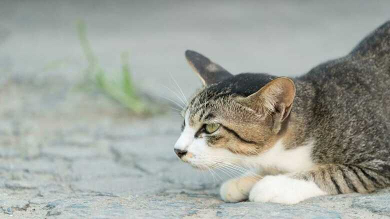 猫はナチュラル・ボーン・キラーか…NZで愛猫家注目不可避の動き｜FNNプライムオンライン