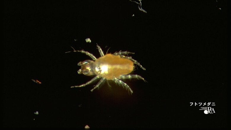 「3日に1回掃除機をかければツメダニはいなくなる」ダニ退治は殺虫剤より掃除機で！駆除業者が教える効果的なかけ方｜FNNプライムオンライン