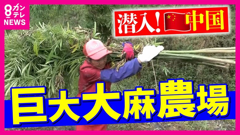 中国で進化する『大麻ビジネス』超巨大「大麻農場」に潜入　アヘン戦争から180年で世界屈指の「産業用大麻生産国」　日本でも緩和の動き｜FNNプライムオンライン