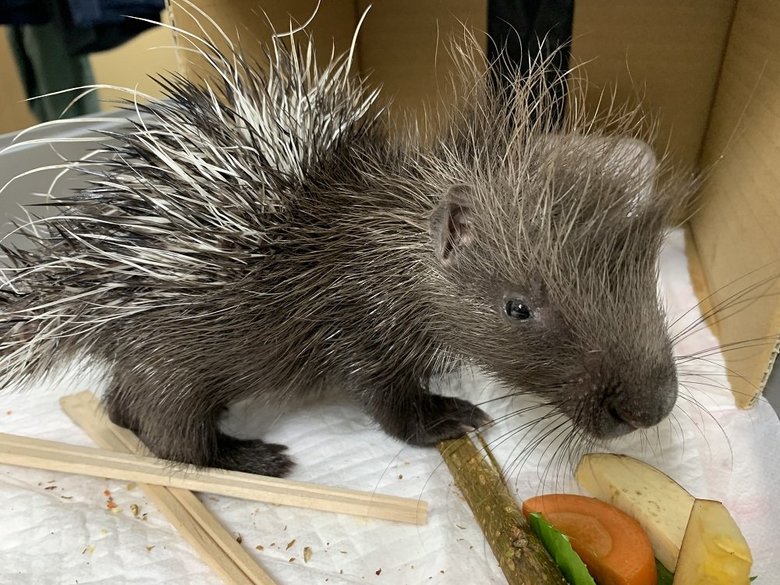 高い高ーい 抱え上げられるヤマアラシの赤ちゃんがかわいい 素手だけど痛くない 飼育員に生態を聞いた