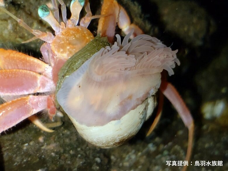 ヤドカリの脚の付け根に近いところ、茶色がかった部分の殻が「擬貝」