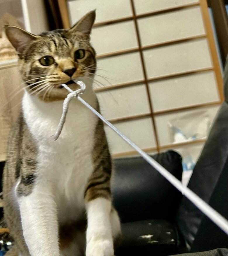 飼い主のパーカーの紐を引っ張る！