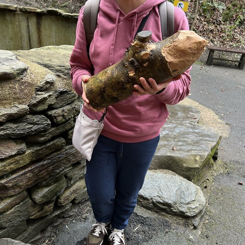 ビーバーがかじった木を持って