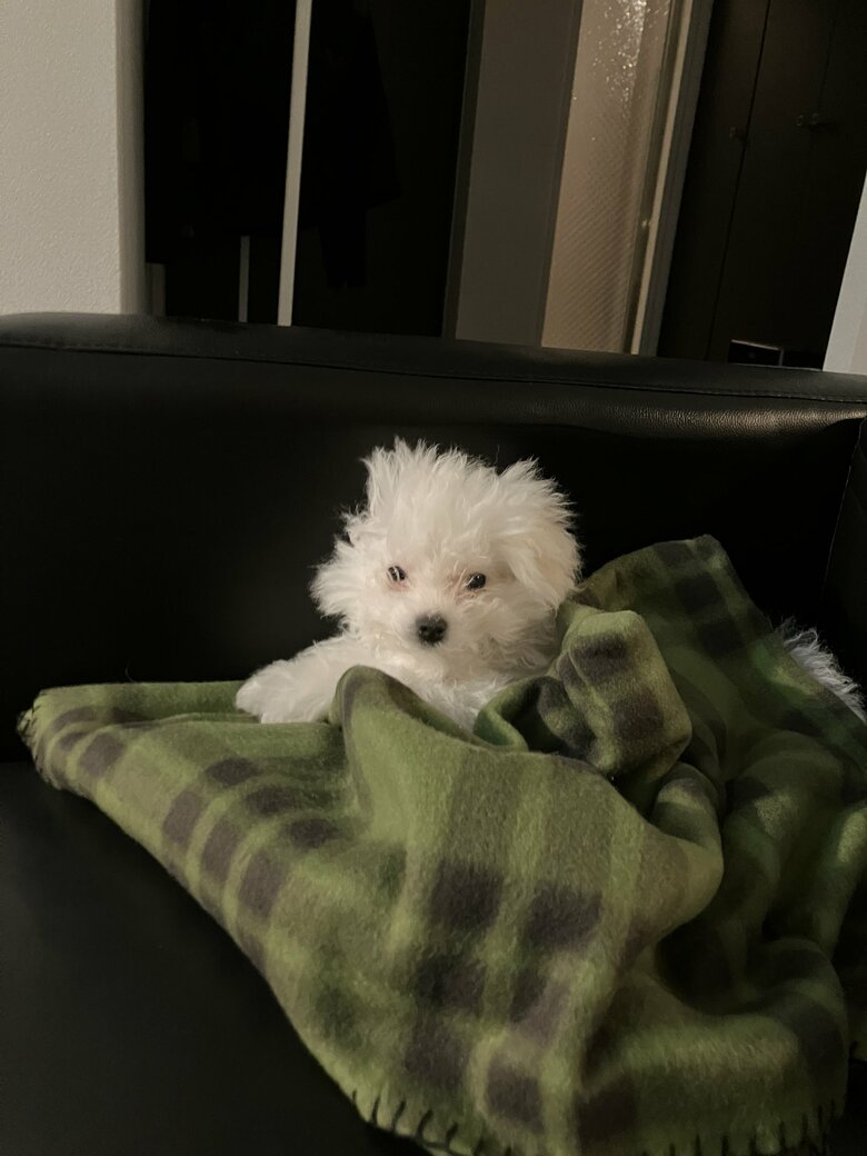 提供：白く、柔らかな犬さん