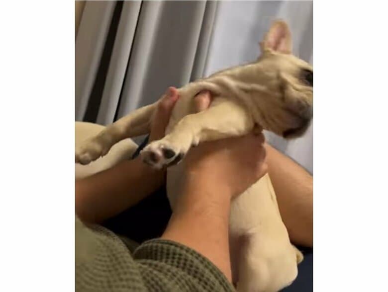 提供：みるくちゃん