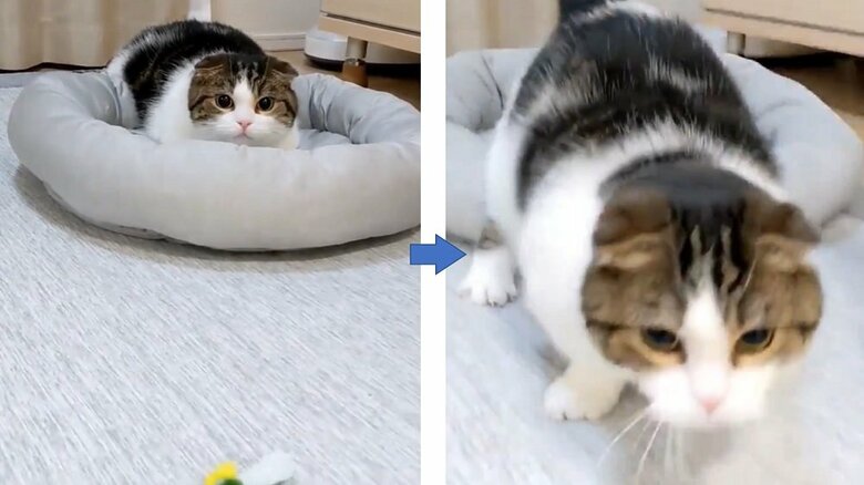 手前にある猫じゃらしを狙う鉄朗くん