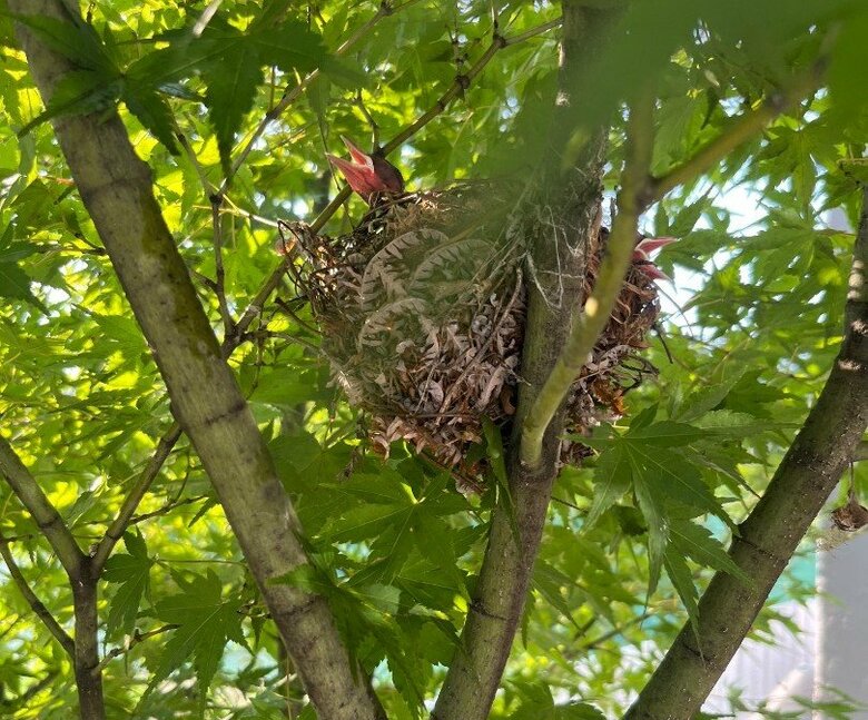 孵化から10日ほどで巣立つというヒヨドリのヒナ