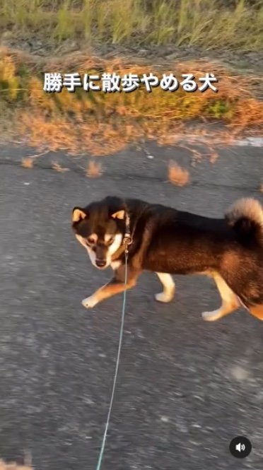 提供：柴犬むさしとこじろうさん