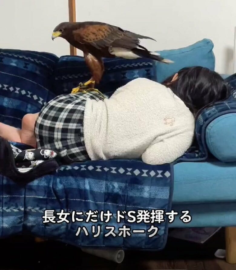 長女さん（8）の足に乗るハリスホーク