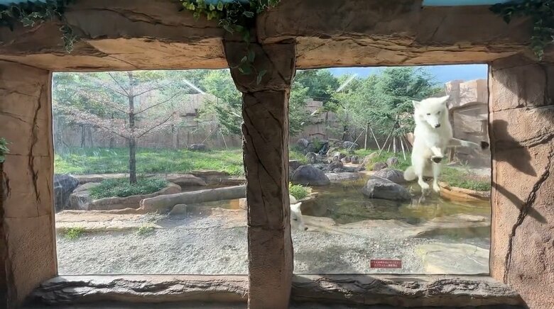 アザリーは窓に向かって飛び跳ねている（提供：那須どうぶつ王国）