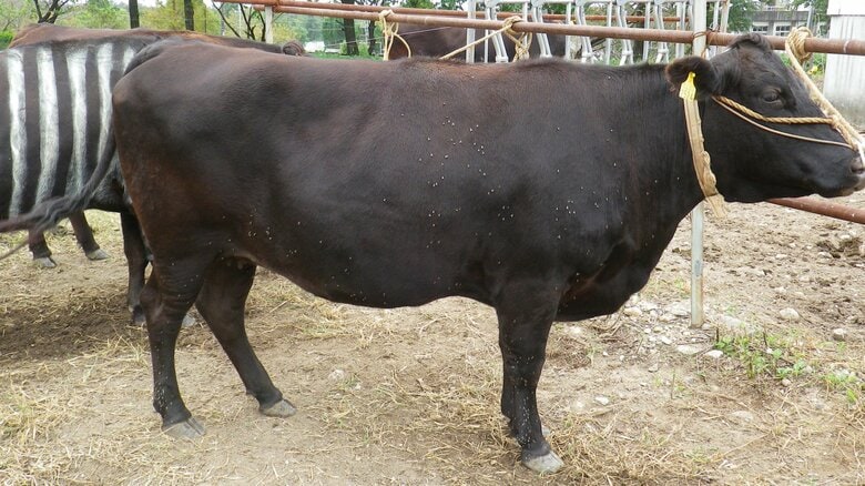 愛知県の検証の様子。通常のウシは昆虫が付着している（画像提供：愛知県農業総合試験場）