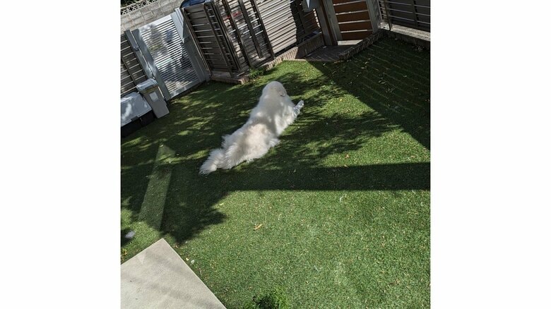 日中の穏やかなひととき