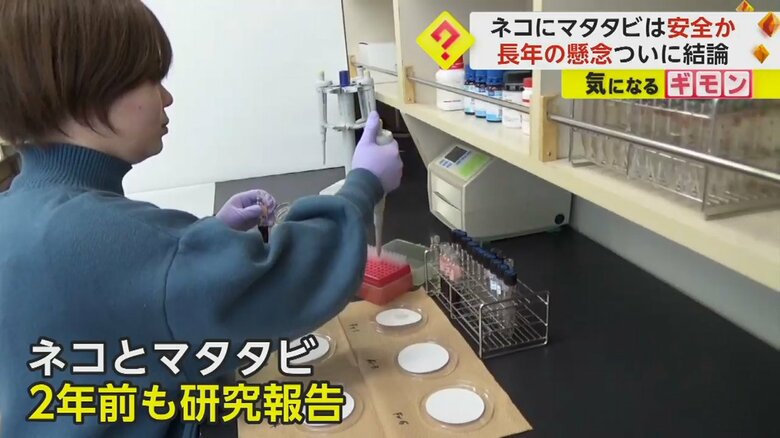 研究チームは2年前にも、ネコとマタタビについて、蚊よけ効果があることを発表