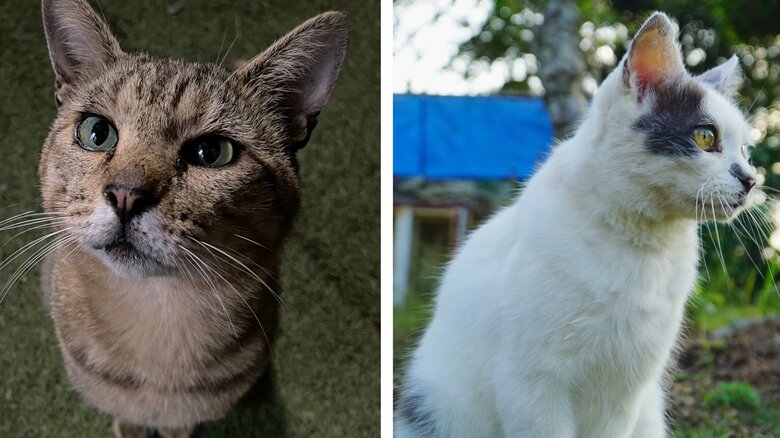 ゴン蔵くんと、実家で暮らすポン酢くん（右）