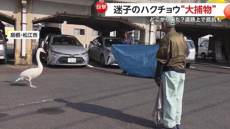 ブルーシートで捕獲を試みる島根県の職員