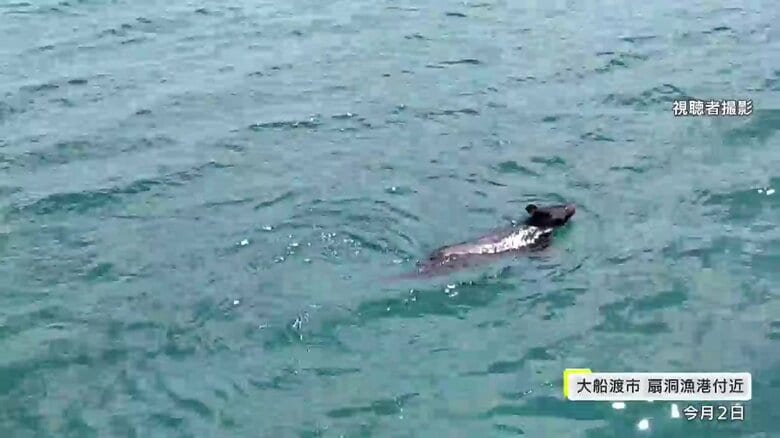 犬かきのような泳ぎ方で海を進むクマ（視聴者撮影）