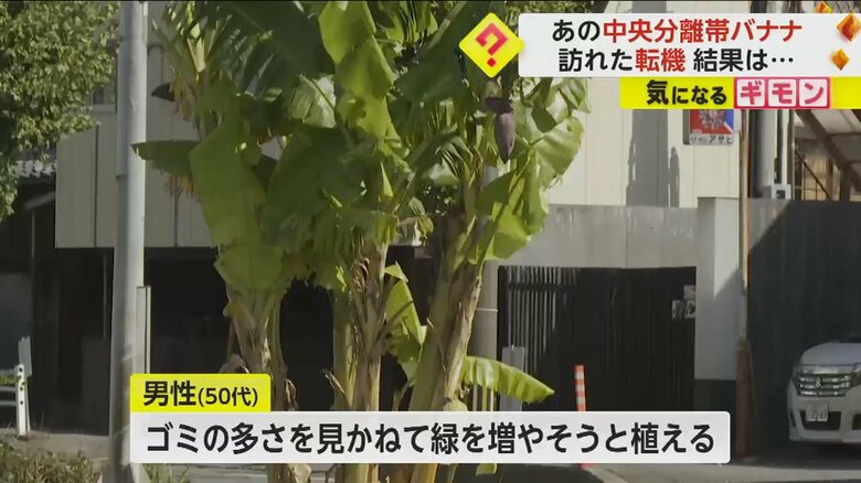福岡県久留米市の中央分離帯に植えられたバナナ