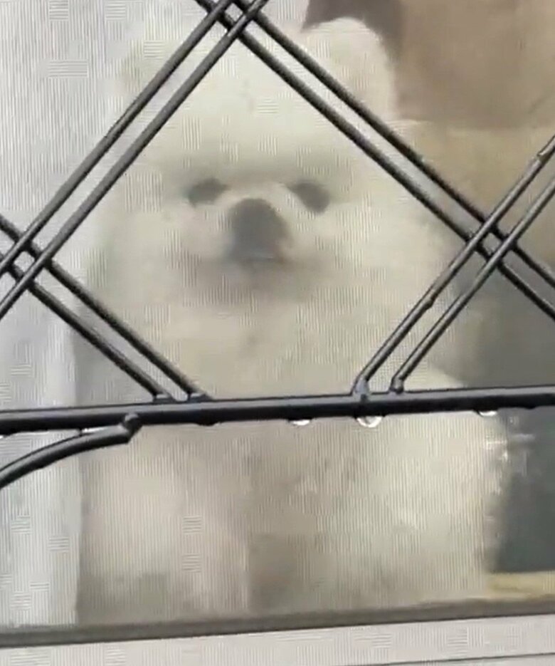 雨で散歩に行けず絶望する、しんくん