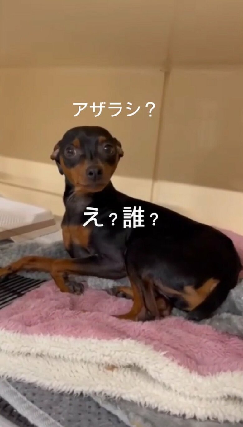 しかし、ホテルでの様子は…え？アザラシ？