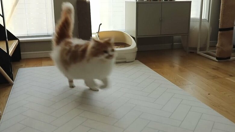 階段下からの様子　トップで駆け下りてくるぽてちくん