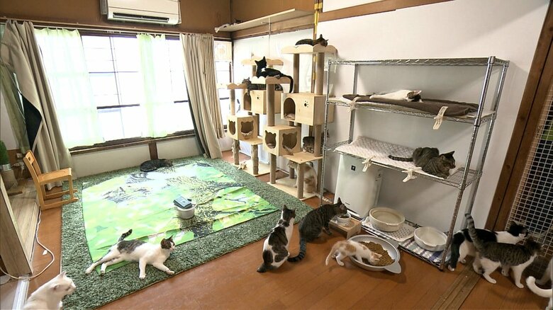 「くすのき」で保護されているネコ