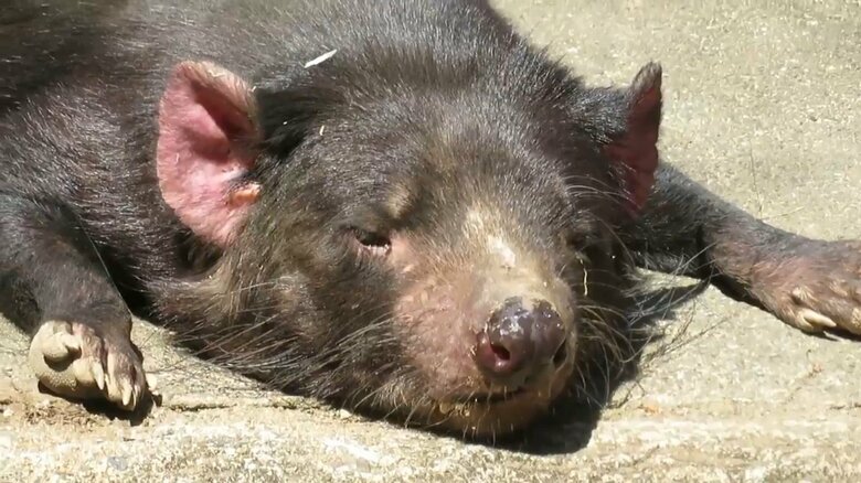 地面でうつ伏せに（画像提供：「多摩動物公園のTwitterより」）