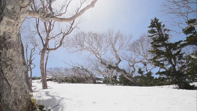 春山では雪が残るところも