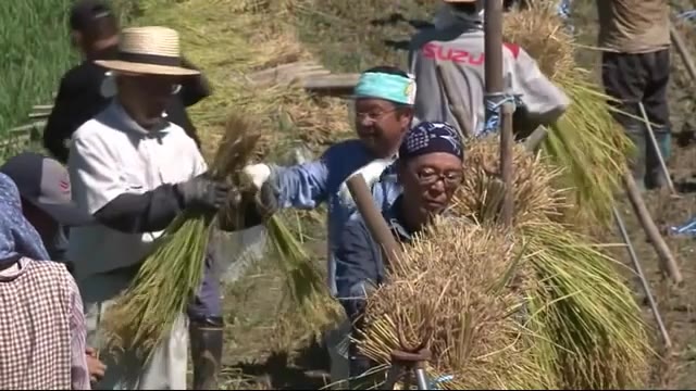 里山に秋の気配 飯田市の棚田で稲刈り 長梅雨も8月に入り好天、良い出来に