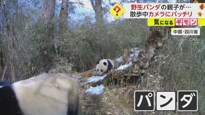 大きいパンダの後ろから小さいパンダが…