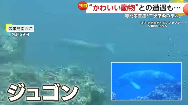人間のすぐ近くに現われたジュゴン（映像提供：久米島ダイビングセンター SHIRAHAMA）