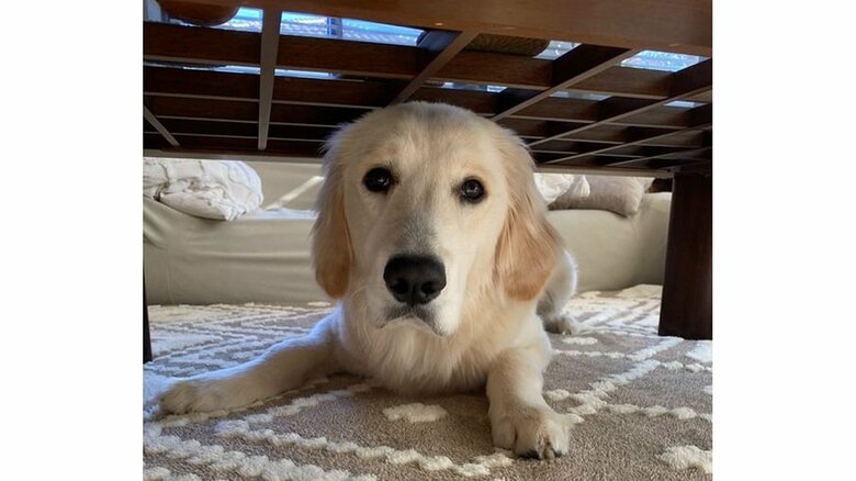 テーブルの下に隠れることもある