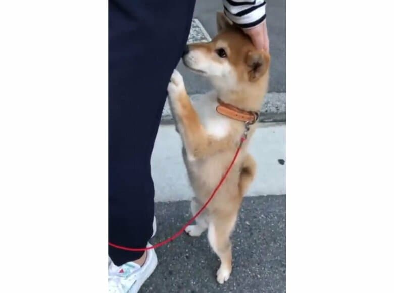 提供：torakichi602さん