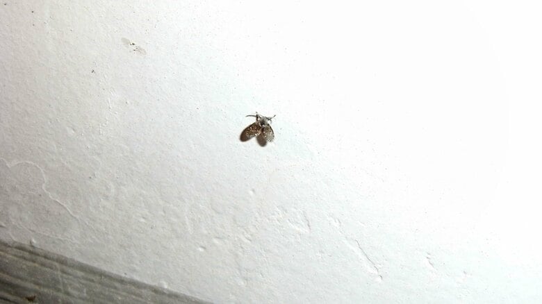 チョウバエ（提供：株式会社シー・アイ・シー）