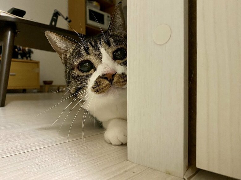 ひょっこり