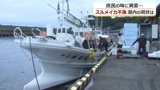 県内のスルメイカのほぼすべてを水揚げする越前漁港
