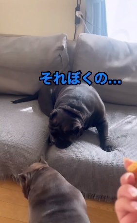 奥さんのレティちゃんにおやつをササッと持っていかれちゃうアトムくん