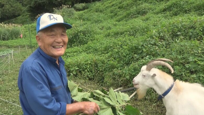 小谷村では雑草を食べるだけではなく、サルの追い払いにも効果が