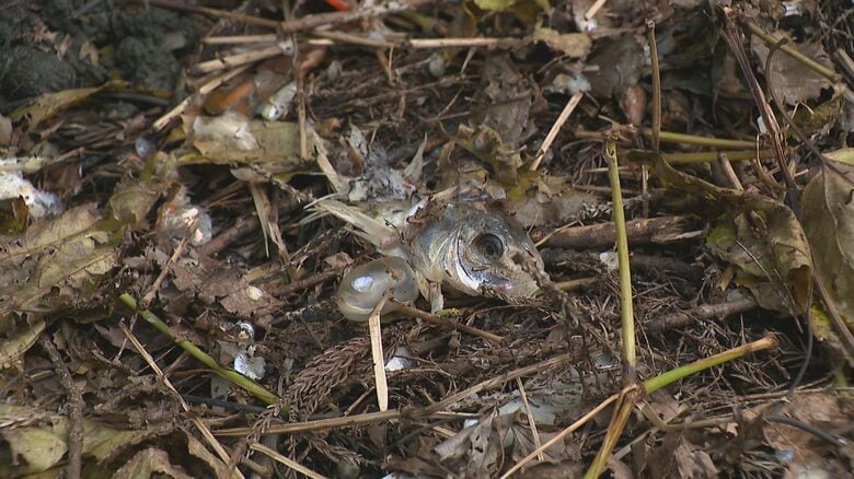 クマ被害に遭った養鯉池（小千谷市）