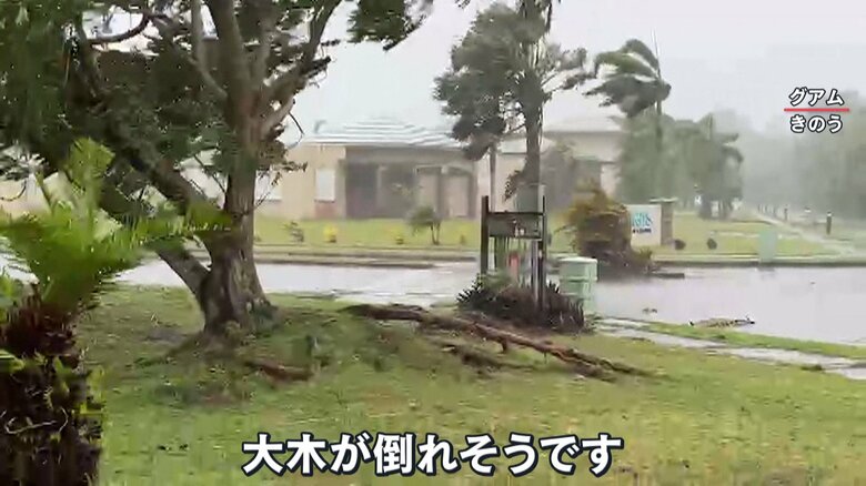 強風にあおられ、根元から倒れそうな大木