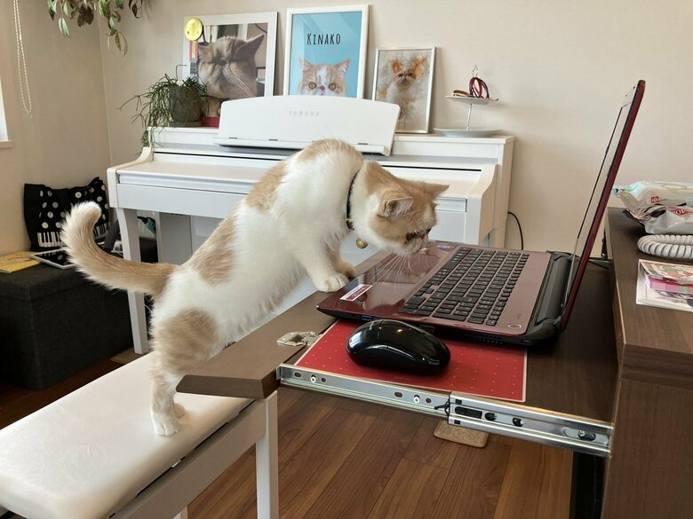 画像提供：エキゾのきなこさん。