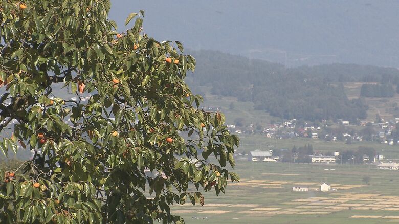 現場近くには放置された柿の木